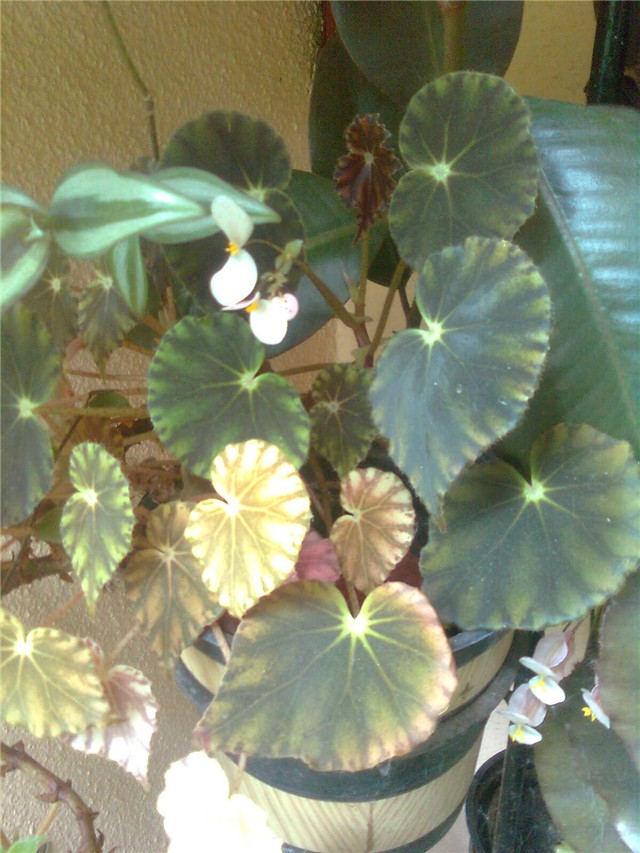 begonia4